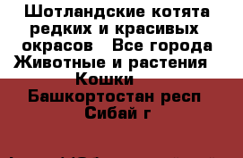 Шотландские котята редких и красивых  окрасов - Все города Животные и растения » Кошки   . Башкортостан респ.,Сибай г.